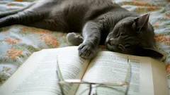 Kattens intelligens – har katter medvetande och vilket IQ har de?